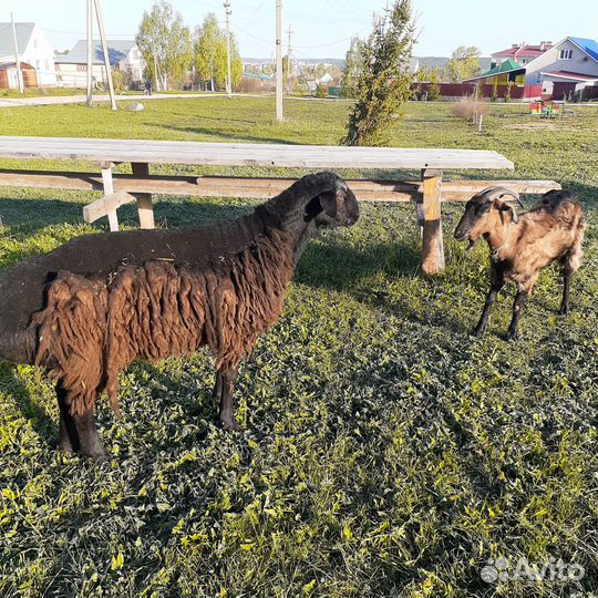 Баран курдючный, производитель