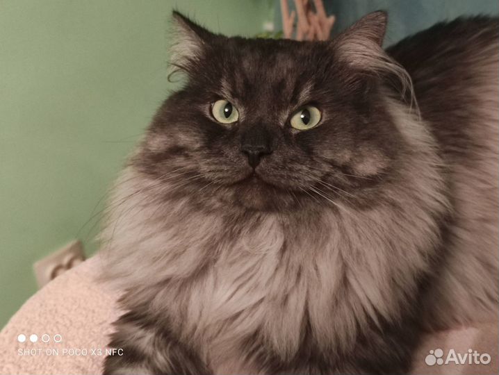 Вязка. Сибирский кот