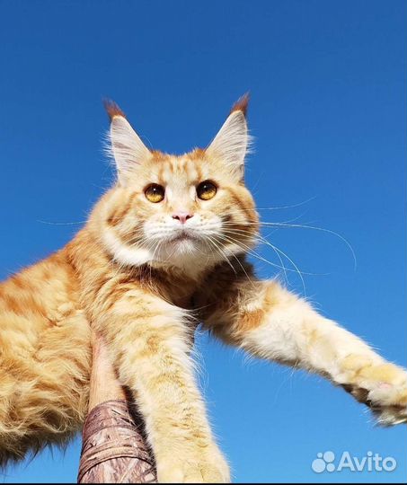 Котёнок Мейн-кун
