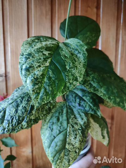 Сингониумы, филадэндроны, бугенвилии