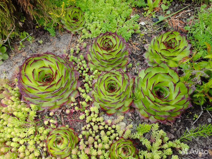 Молодило каменная роза