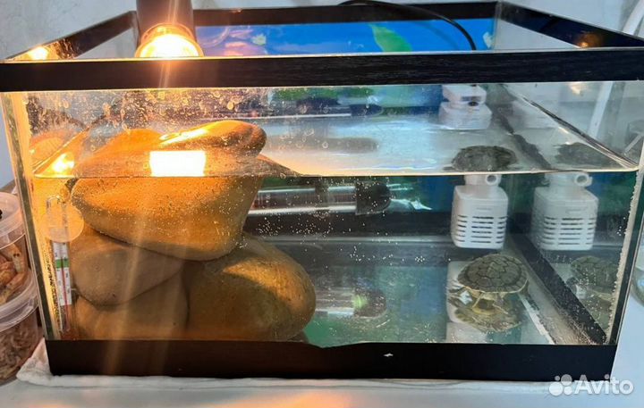 Красноухая черепашка со всем необходимым