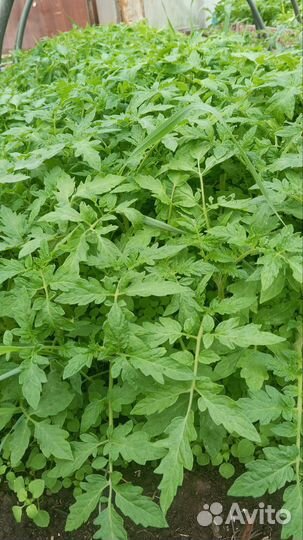 Рассада помидор