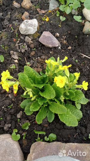 Примулы разных расцветок, взрослые кустики. Бадан