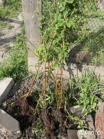 Малина саженцы