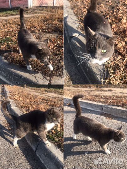 Добрая и ухоженная кошечка ищет добрые руки