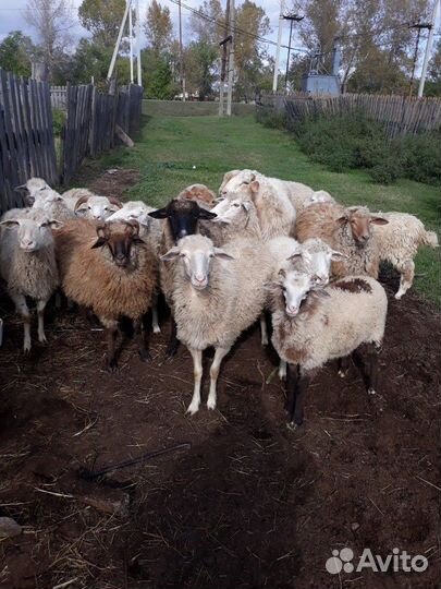 Овцы и бараны
