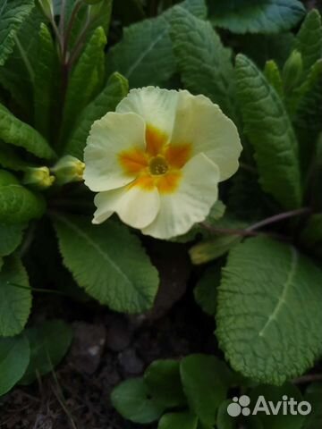 Примулы садовые многолетние первоцветы