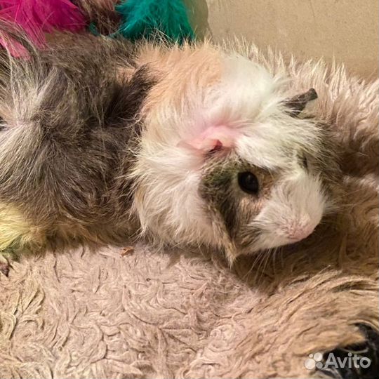 Морские свинки малыши