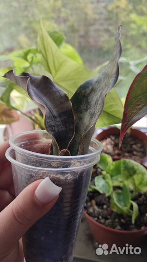 Сциндапсус, Сингониум, Сансевиэрия сортовая