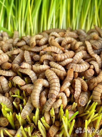 Личинка черной львинки замороженная