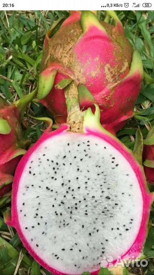 Комнатные растения цветы