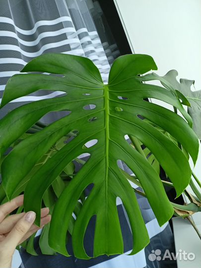 Комнатный цветок Монстера деликатесная