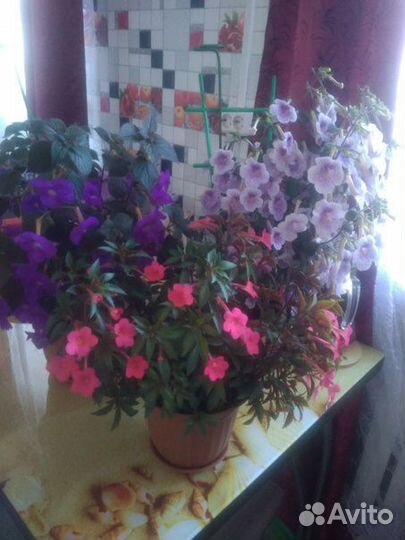 Ахименес цветок