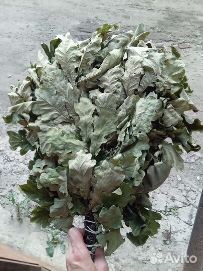 Веники для бани дуб, берёза