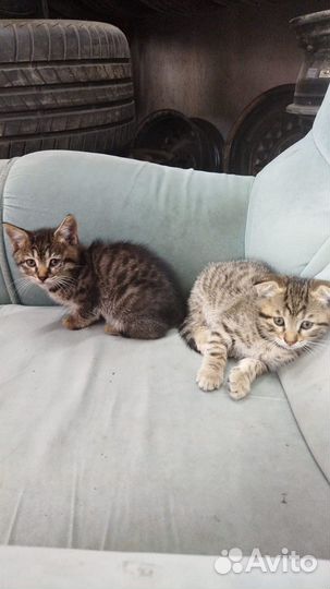 Котята