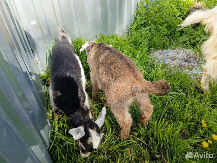 Англо нубийский козлик