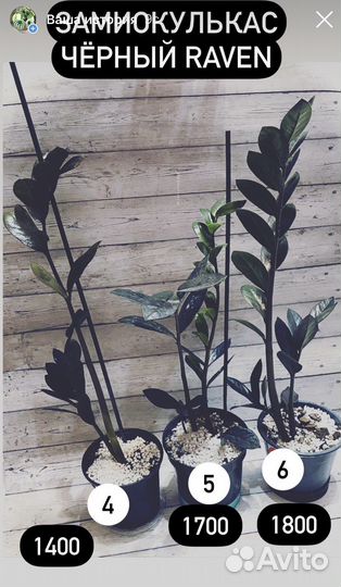 Замиокулькас чёрный,пепероми Саркофилла