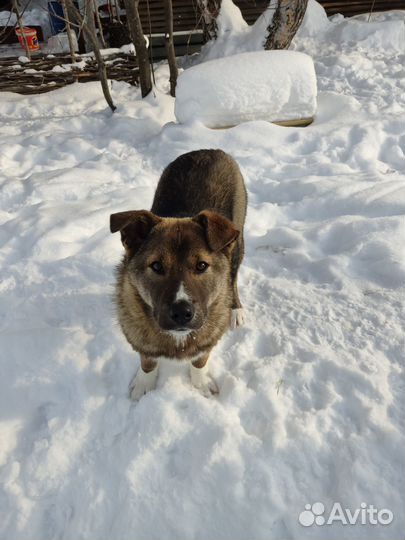 Щенки в добрые руки