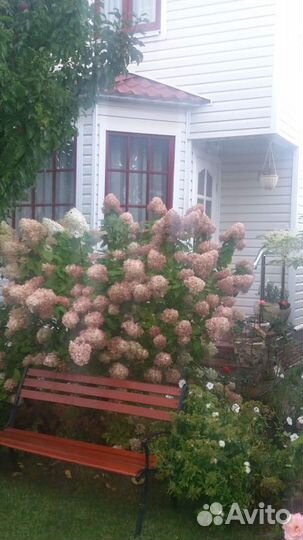 Гортензия Грандифлора