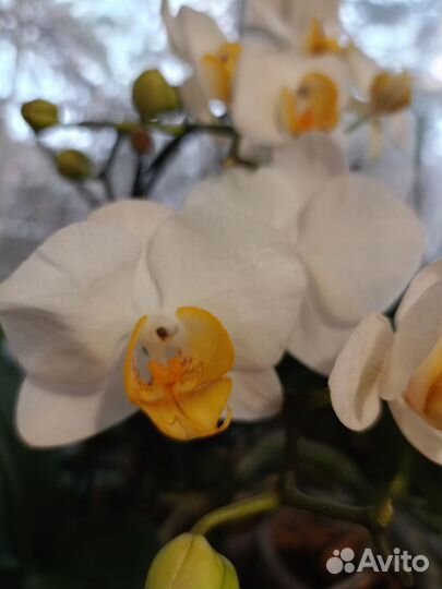 Орхидея фаленопсис