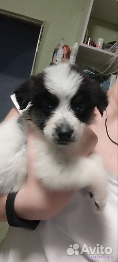 Замечательные щеночки