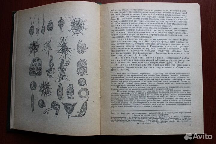 Горленко М.В. Курс низших растений