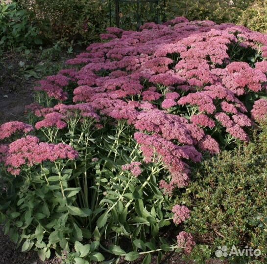 Очиток видный