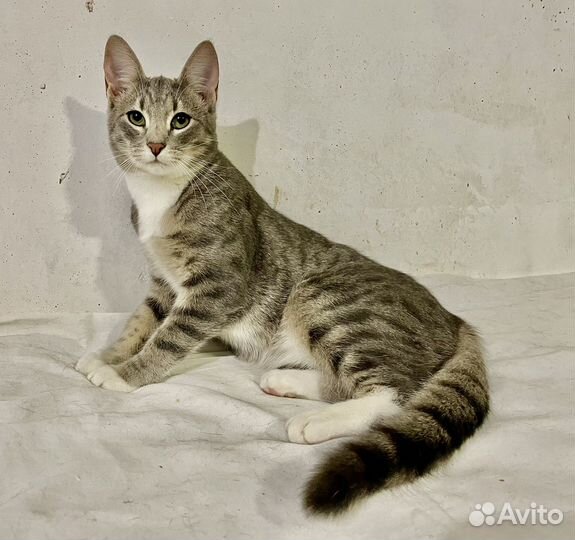 Кот в добрые руки