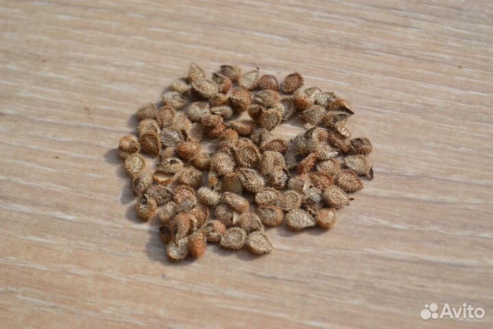 Чернокорень (семена) от мышей кротов крыс хомяков