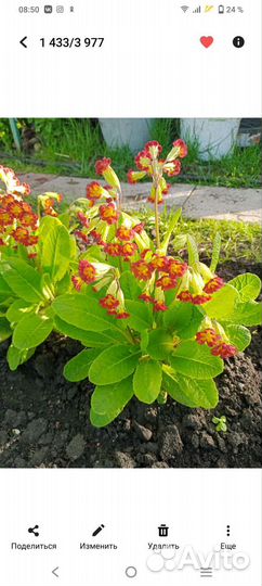 Примула, весенний первоцвет