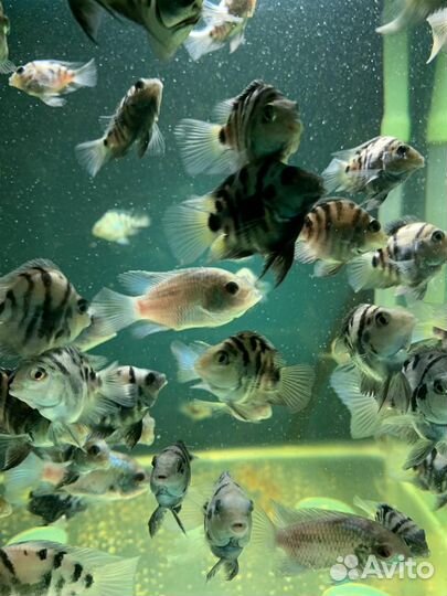 Аквариумные рыбки. Сапфировый попугай