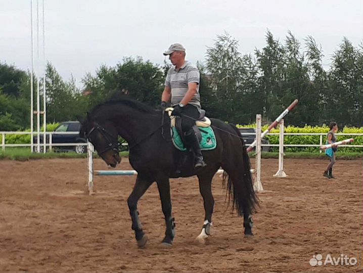 Профессиональный конный спорт. Конкур. Аренда