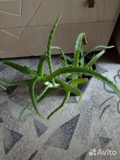 Алоэ лечебный