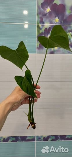 Антуриумы разные