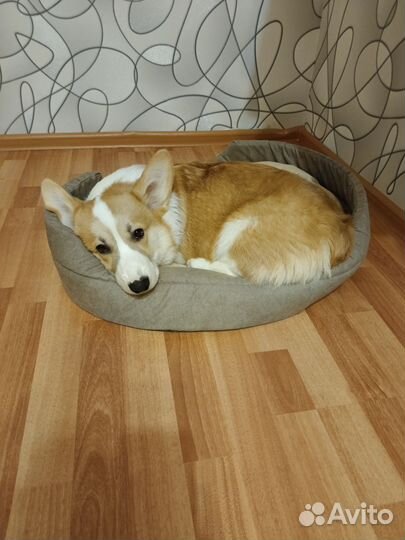 Фельш-Корги