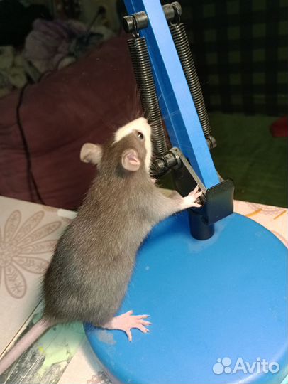 Крысята от заводчика, сатиновые, дамбо