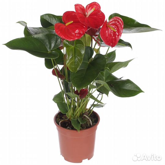 Комнатные цветы антуриум