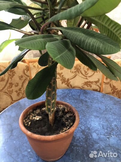 Молочай трехгранный