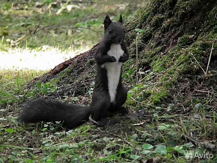 Черные бельчата