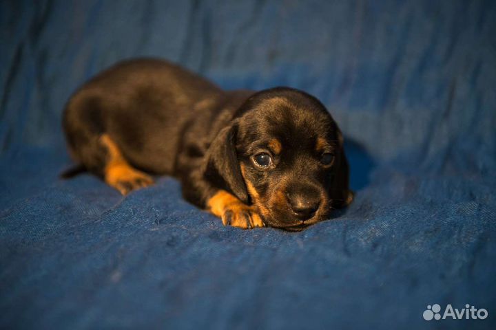 Щенки таксы и не только