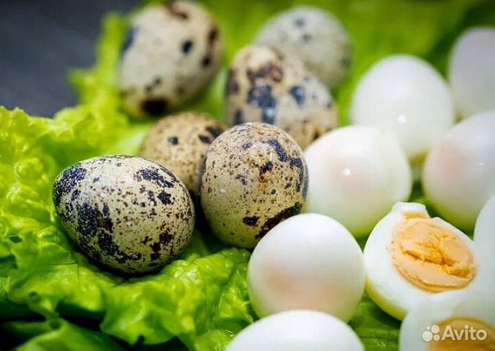 Яйца перепелиные