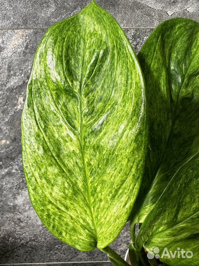 Сциндапсус perakensis mint variegated