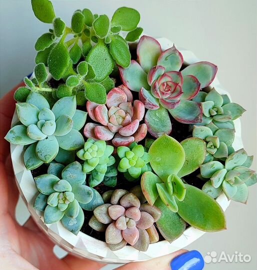 Суккуленты
