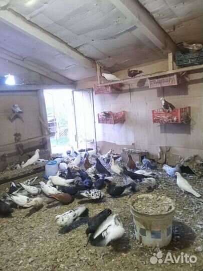 Голуби свердловские