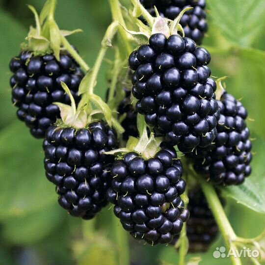 Малина красная, оранжевая, жёлтая, ремонтантная