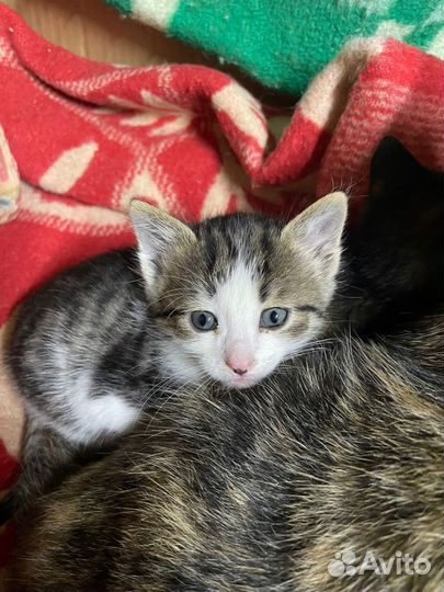 Котята