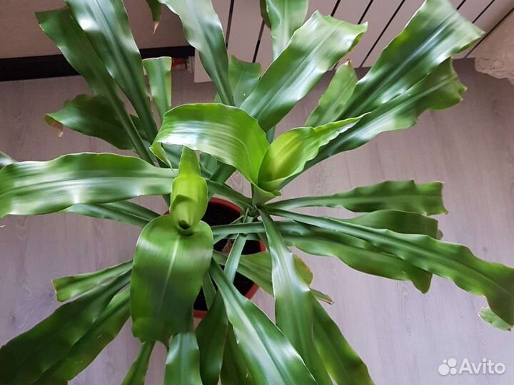 Тросниковая пальма высота 95 см,размах листьев 95