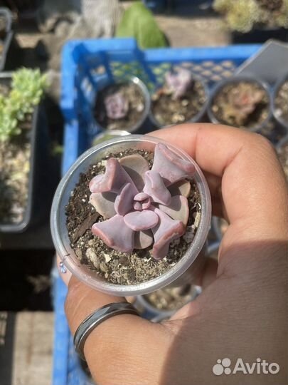 Суккуленты