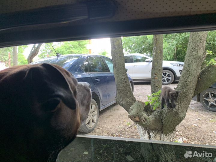 Стаффордширский терьер ищет даму сердца